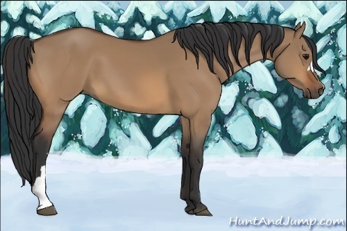 Horse Color:Bay Dun 