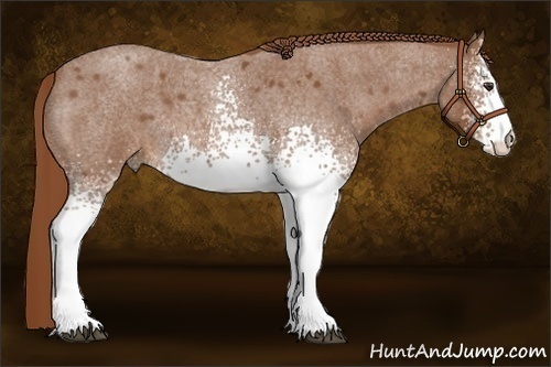 Horse Color:White Spotted Red Roan 