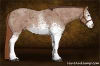 Horse Color:White Spotted Red Roan 