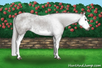 Horse Color:Gray Blue Roan Splash 