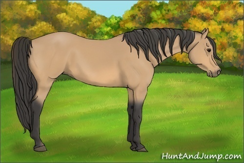 Horse Color:Buckskin 
