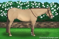 Horse Color:Amber Cream Champagne 