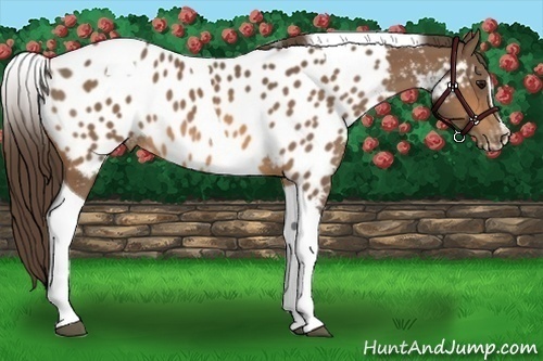 Horse Color:Buckskin Sabino Tobiano Appaloosa