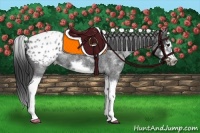 Horse Color:White Spotted Blue Roan Splash Frame Appaloosa 