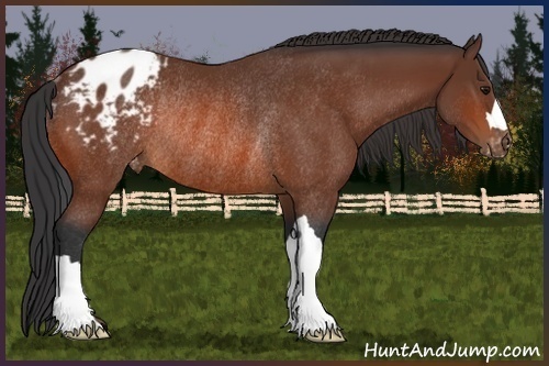 Horse Color:Bay Appaloosa Rabicano 