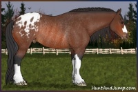 Horse Color:Bay Appaloosa Rabicano 