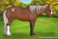 Horse Color:Silver Bay Appaloosa 