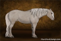 Horse Color:Silver Grullo Varnish 