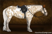 Horse Color:Silver Buckskin Dun Appaloosa 