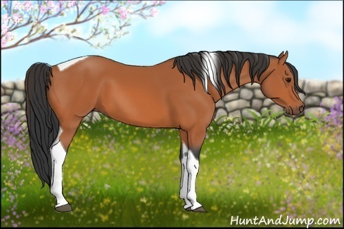 Horse Color:Bay Tobiano 