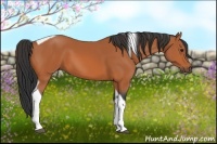 Horse Color:Bay Tobiano 