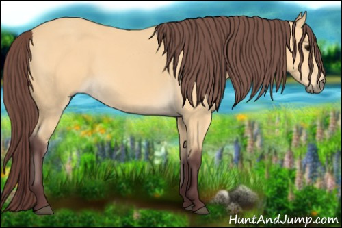 Horse Color:Chocolate Buckskin