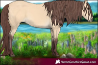 Horse Color:Chocolate Buckskin 