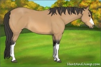 Horse Color:Buckskin 