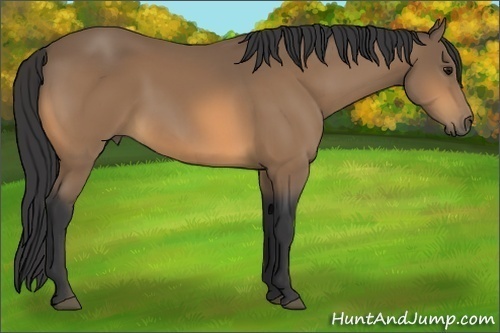 Horse Color:Buckskin