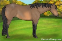 Horse Color:Buckskin 