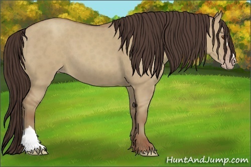 Horse Color:Classic Champagne Dun 