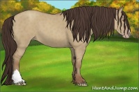 Horse Color:Classic Champagne Dun 