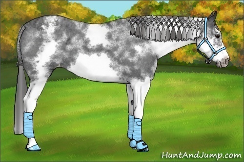 Horse Color:White Spotted Blue Roan Splash Frame Appaloosa