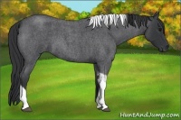 Horse Color:Blue Roan Tobiano