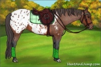Horse Color:Bay Appaloosa 