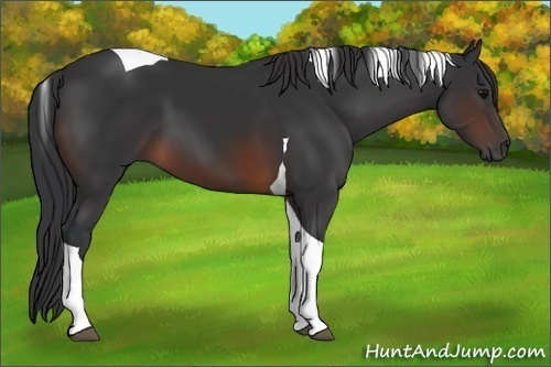 Horse Color:Brown Tobiano 