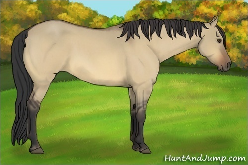 Horse Color:Buckskin Roan Dun