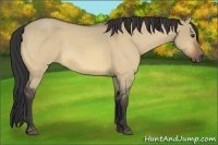 Horse Color:Buckskin Roan Dun 