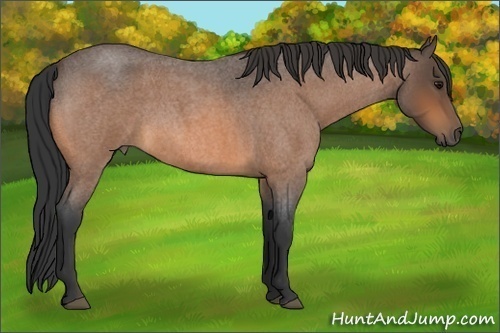 Horse Color:Buckskin Roan 