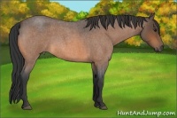 Horse Color:Buckskin Roan 