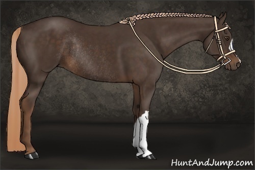 Horse Color:Liver Chestnut Rabicano 