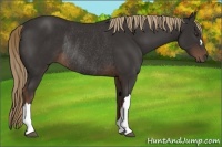 Horse Color:Liver Chestnut Rabicano 