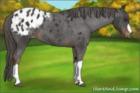Horse Color:Liver Chestnut Appaloosa 
