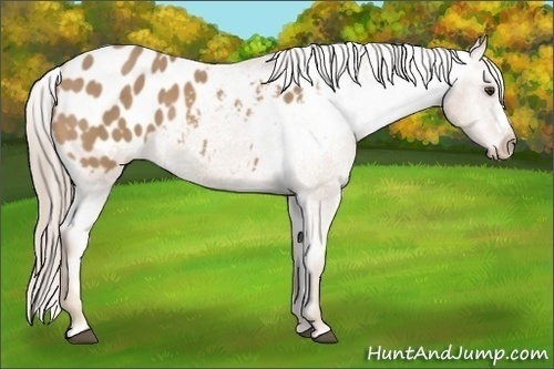 Horse Color:Palomino Appaloosa