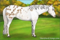 Horse Color:Palomino Appaloosa 