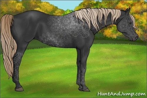 Horse Color:Liver Chestnut Rabicano 