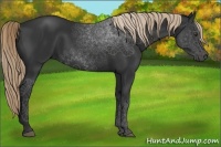 Horse Color:Liver Chestnut Rabicano