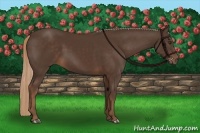 Horse Color:Liver Chestnut Rabicano 