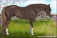 Horse Color:Liver Chestnut Rabicano 