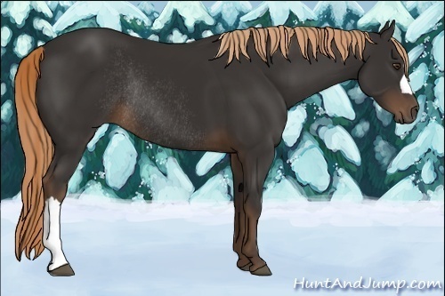 Horse Color:Liver Chestnut Rabicano 