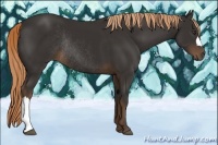 Horse Color:Liver Chestnut Rabicano 