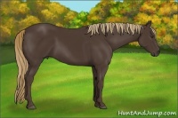 Horse Color:Liver Chestnut Rabicano 