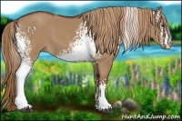 Horse Color:White Spotted Red Dun 