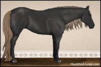 Horse Color:Liver Chestnut Rabicano