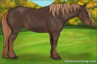 Horse Color:Liver Chestnut Rabicano 