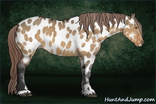 Horse Color:Buckskin Dun Sabino Appaloosa