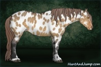 Horse Color:Buckskin Dun Sabino Near Leopard