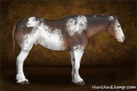Horse Color:White Spotted Liver Chestnut Sabino Appaloosa 