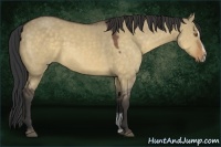 Horse Color:Buckskin Dun Sabino 