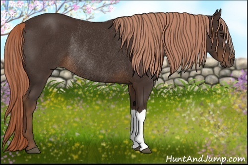 Horse Color:Liver Chestnut Rabicano 